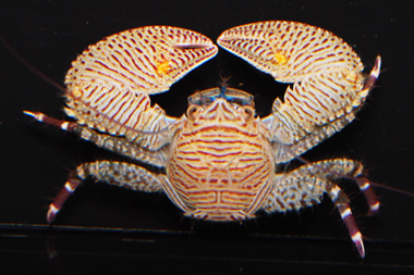 crab porcelain